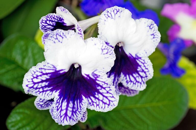 soilikki-streptocarpus-huiskula-oy